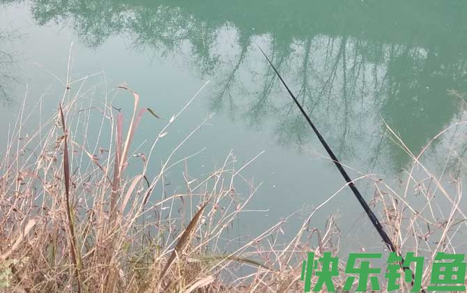 鲫鱼