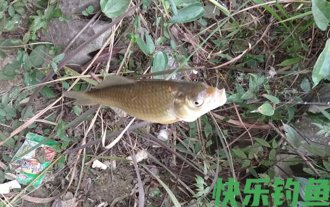 鲫鱼