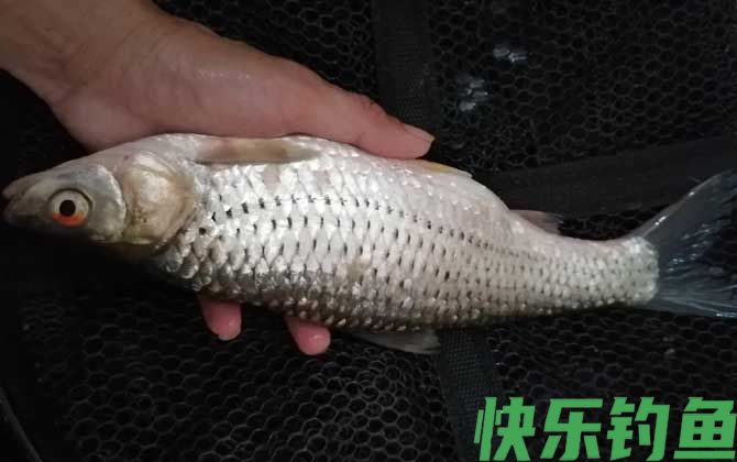 红眼鱼