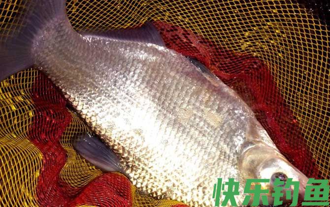 野钓鳊鱼