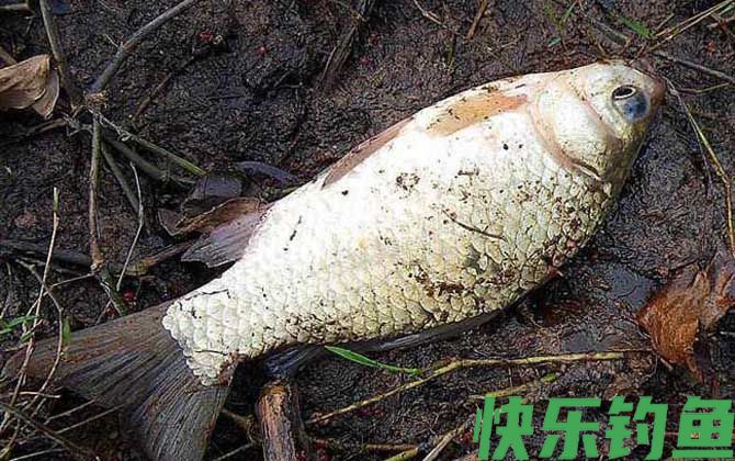 钓鲫鱼
