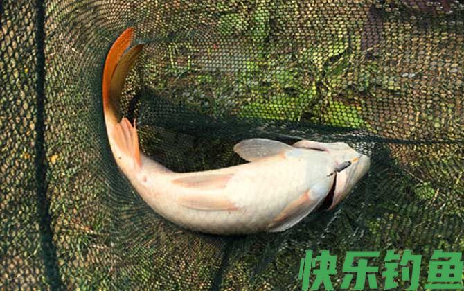 鲤鱼