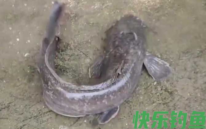 鲶鱼