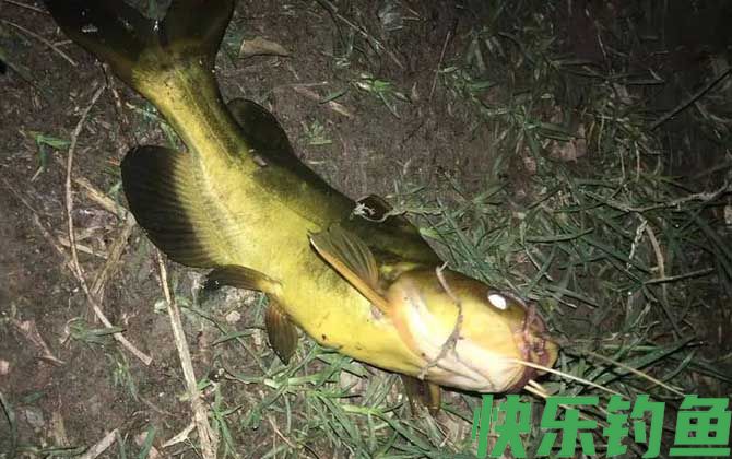 黄颡鱼