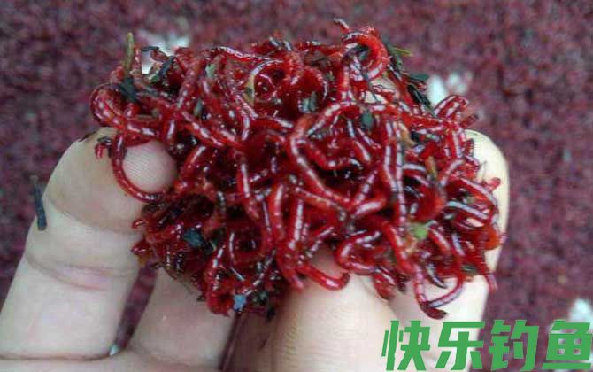 红虫钓鲫鱼