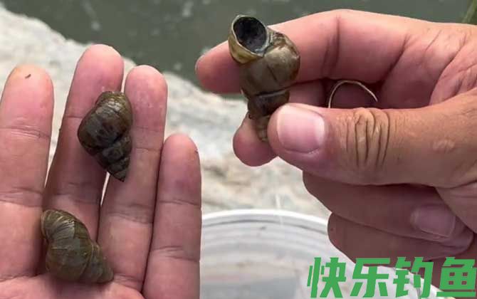螺蛳钓鱼