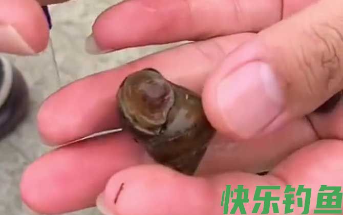 螺蛳钓鱼