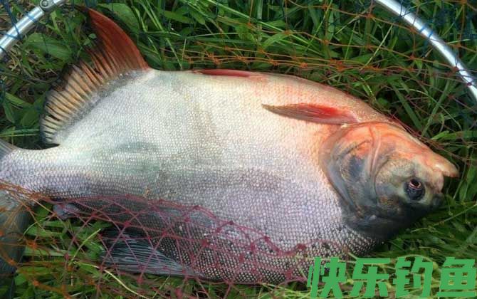 淡水白鲳