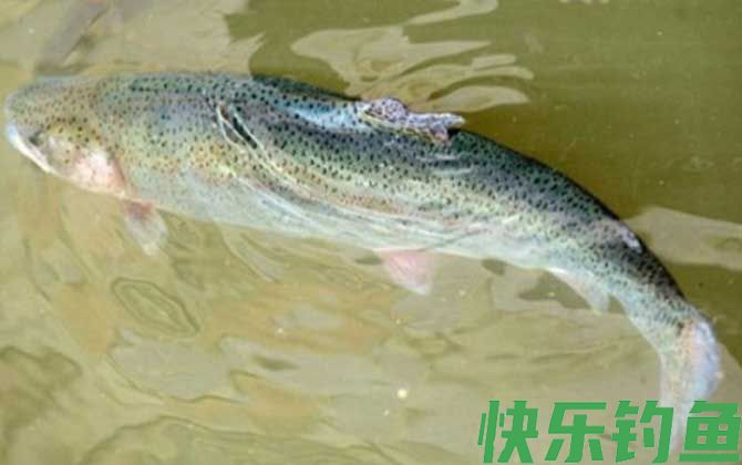 虹鳟鱼
