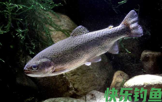 鳟鱼
