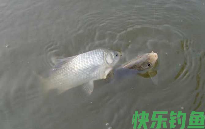 春天野钓鲫鱼