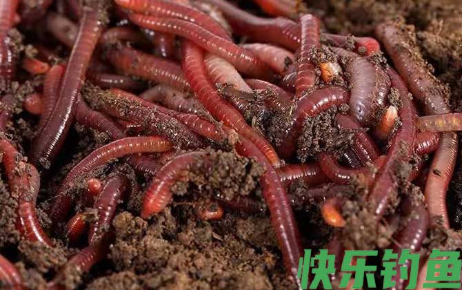 蚯蚓养殖