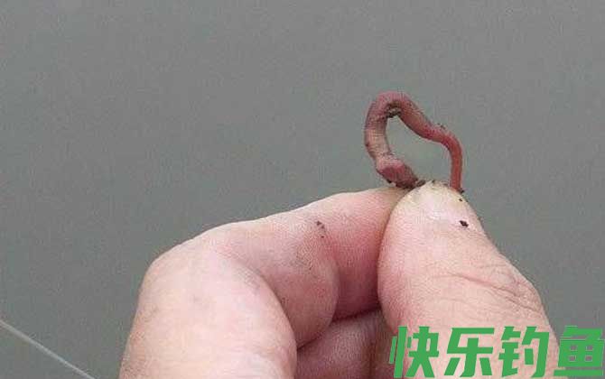 蚯蚓
