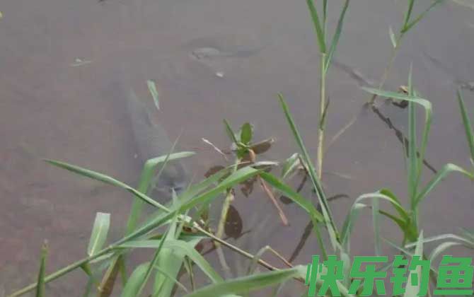 钓草鱼