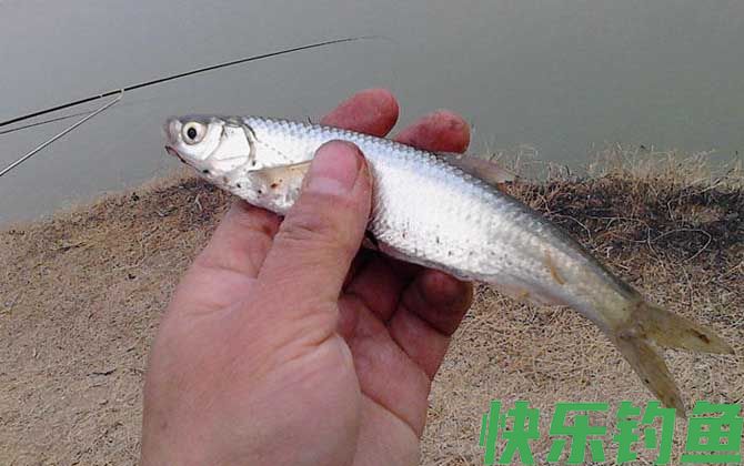 钓白条鱼