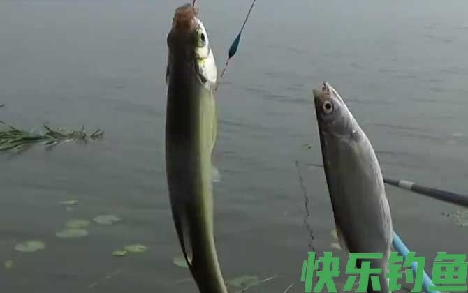 钓白条鱼