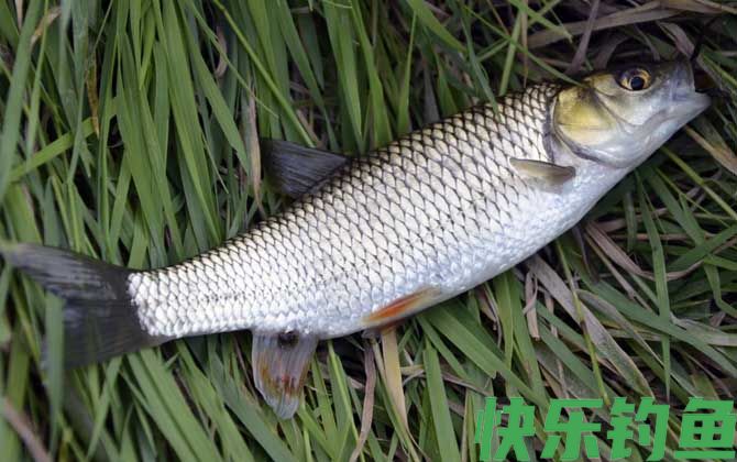 草鱼