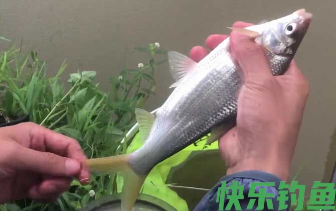 钓黄尾鱼