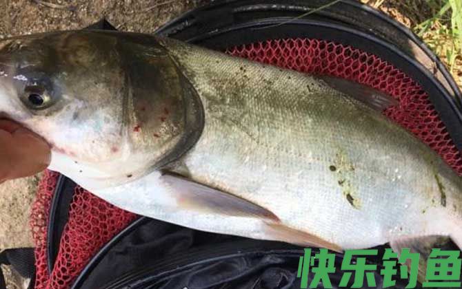 黑坑钓鲢鳙