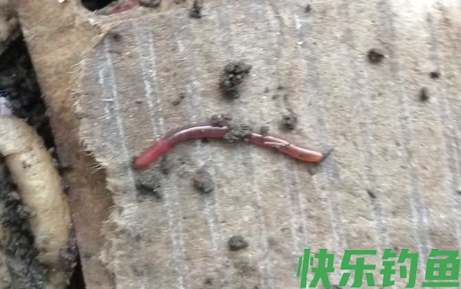 蚯蚓