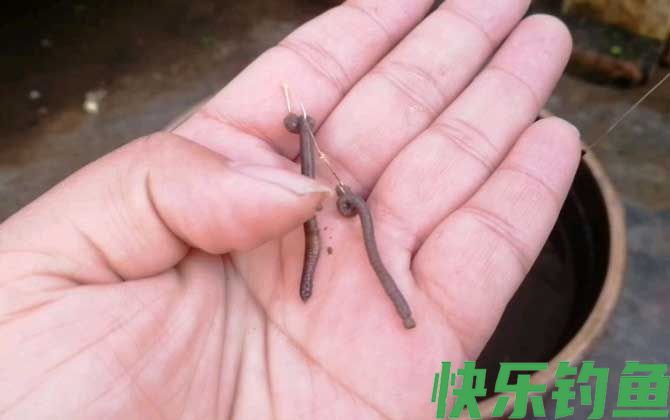蚯蚓钓鱼