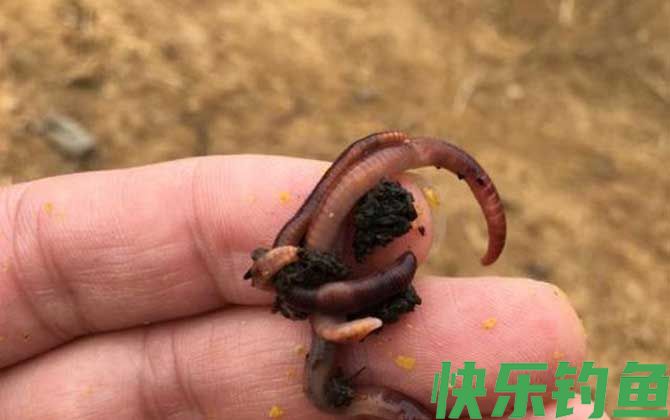 蚯蚓钓鱼