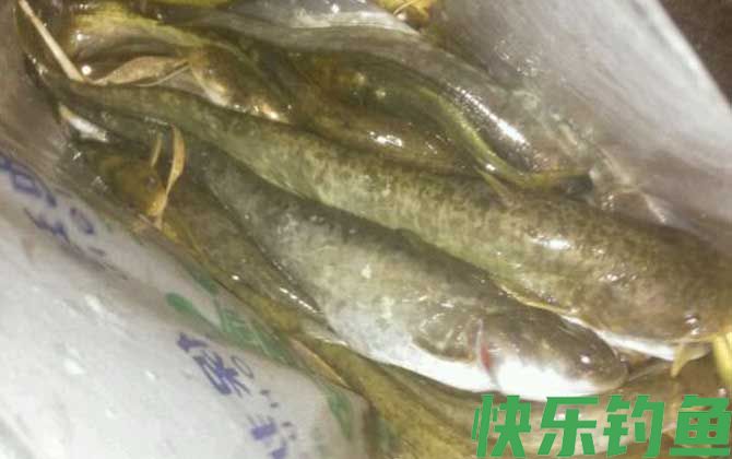 土鲶鱼