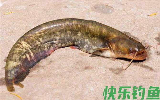 土鲶鱼