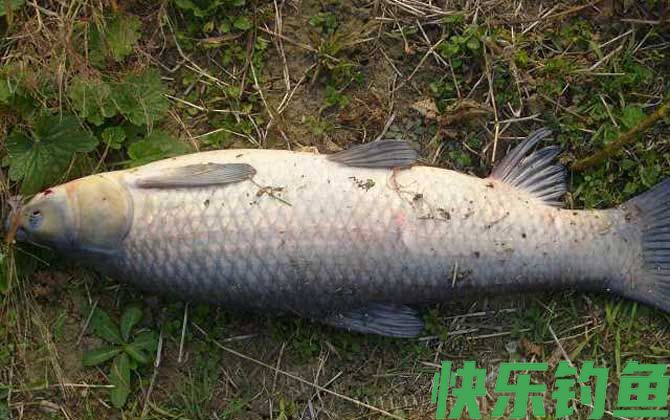 青鱼药酒