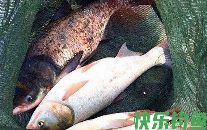 黑坑钓鲢鳙