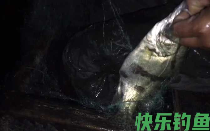 桂鱼
