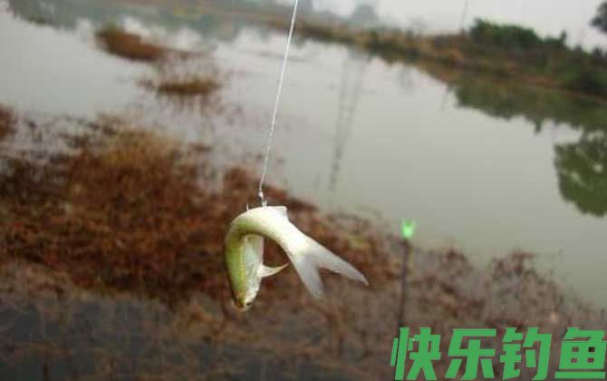 白条鱼