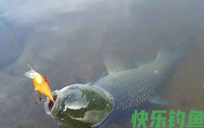 青鱼