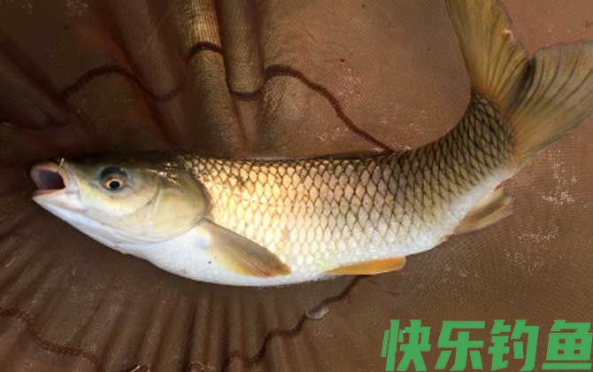 鲤鱼
