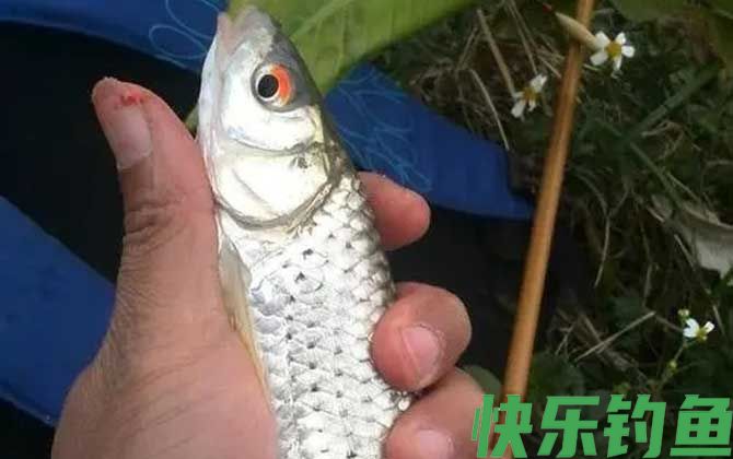 红眼鱼