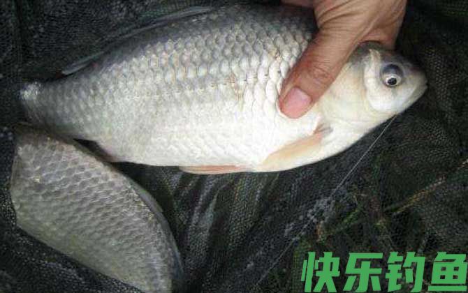 初春钓鲫鱼