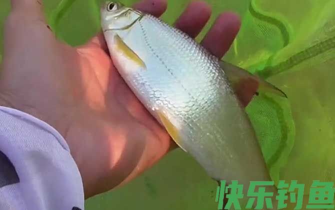 黄尾