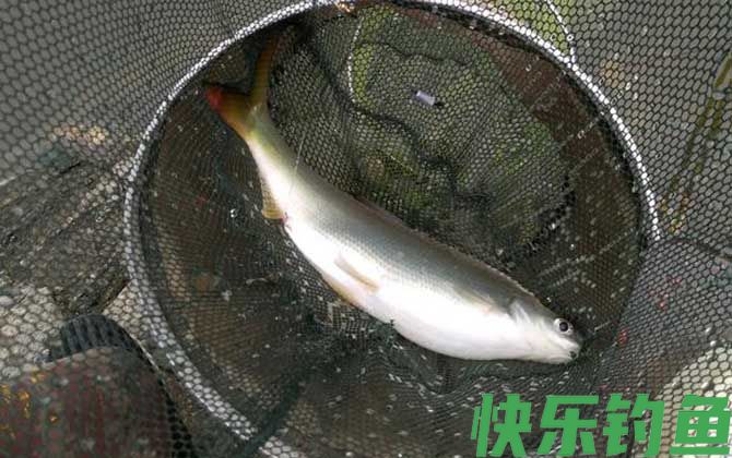 黄尾
