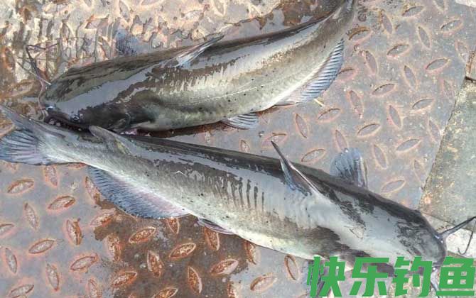 叉尾鱼