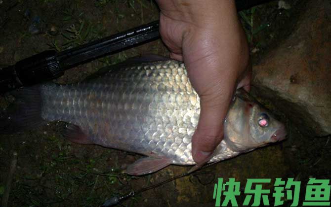鲫鱼