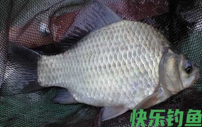 鲫鱼