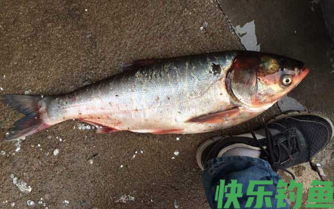 冬天钓鲢鱼