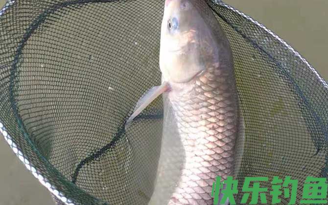 黑坑钓草鱼