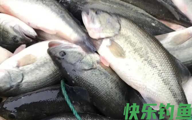 淡水鲈鱼