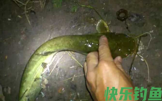 钓鲶鱼