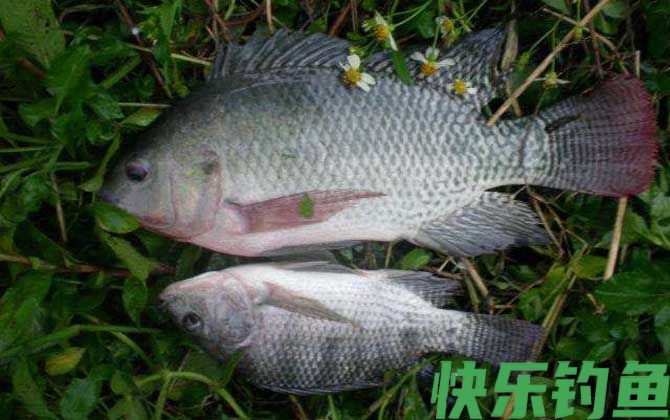 罗非鱼