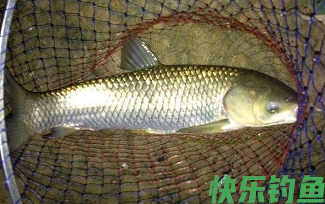 草鱼
