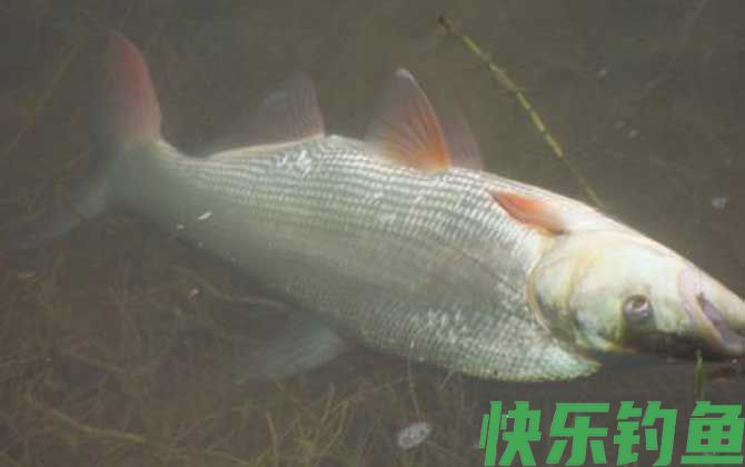 翘嘴