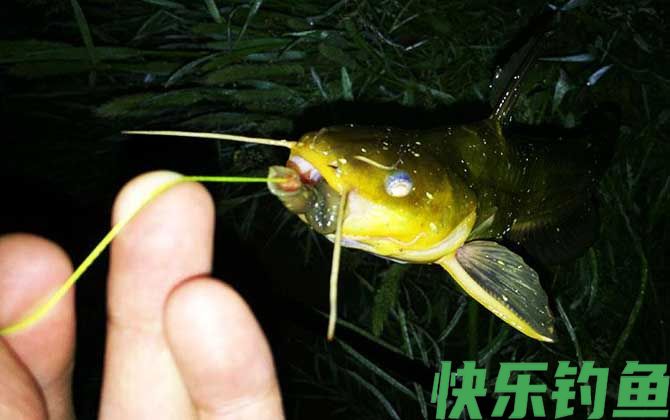 黄骨鱼