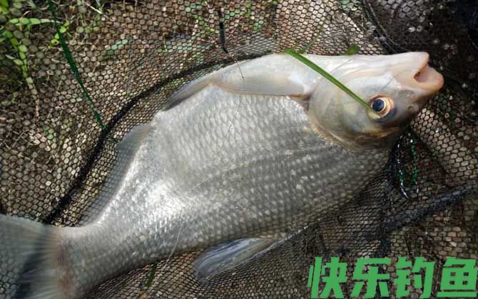 鳊鱼